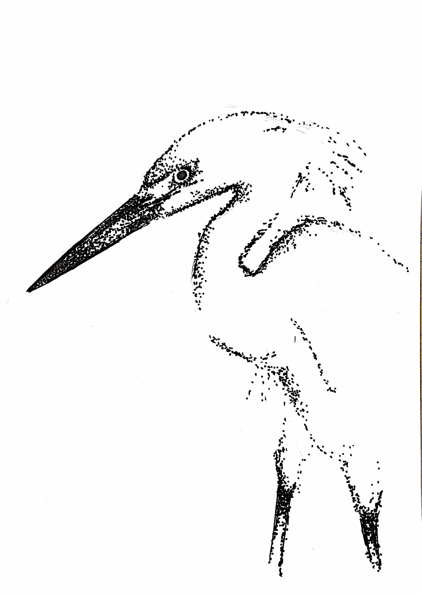 Étude au crayon du héron, croquis 1