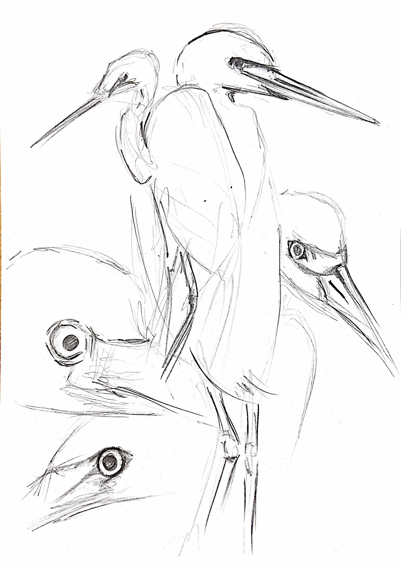 Étude au crayon du héron, croquis 2