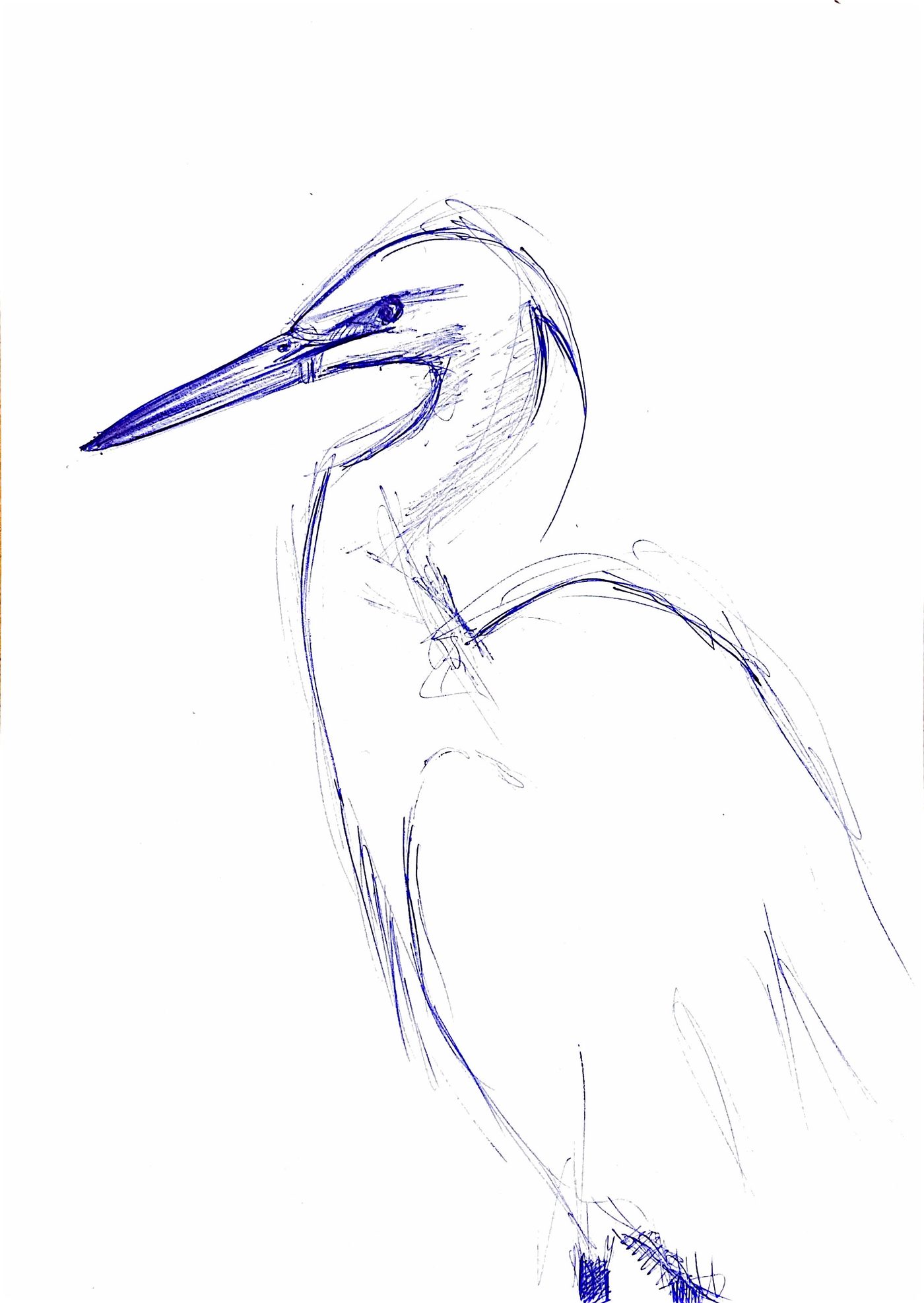 Étude au crayon du héron, croquis 3