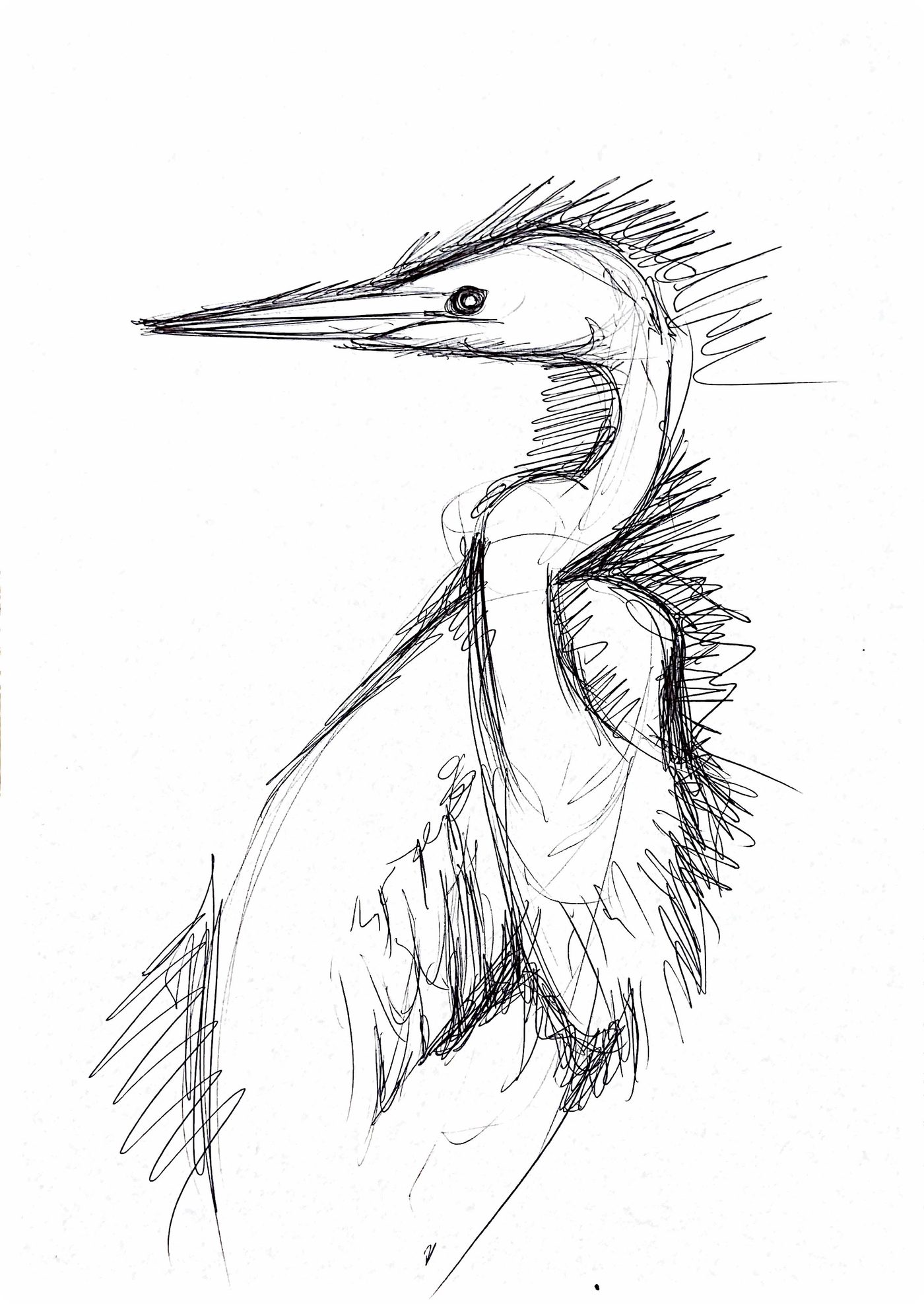 Étude au crayon du héron, croquis 4