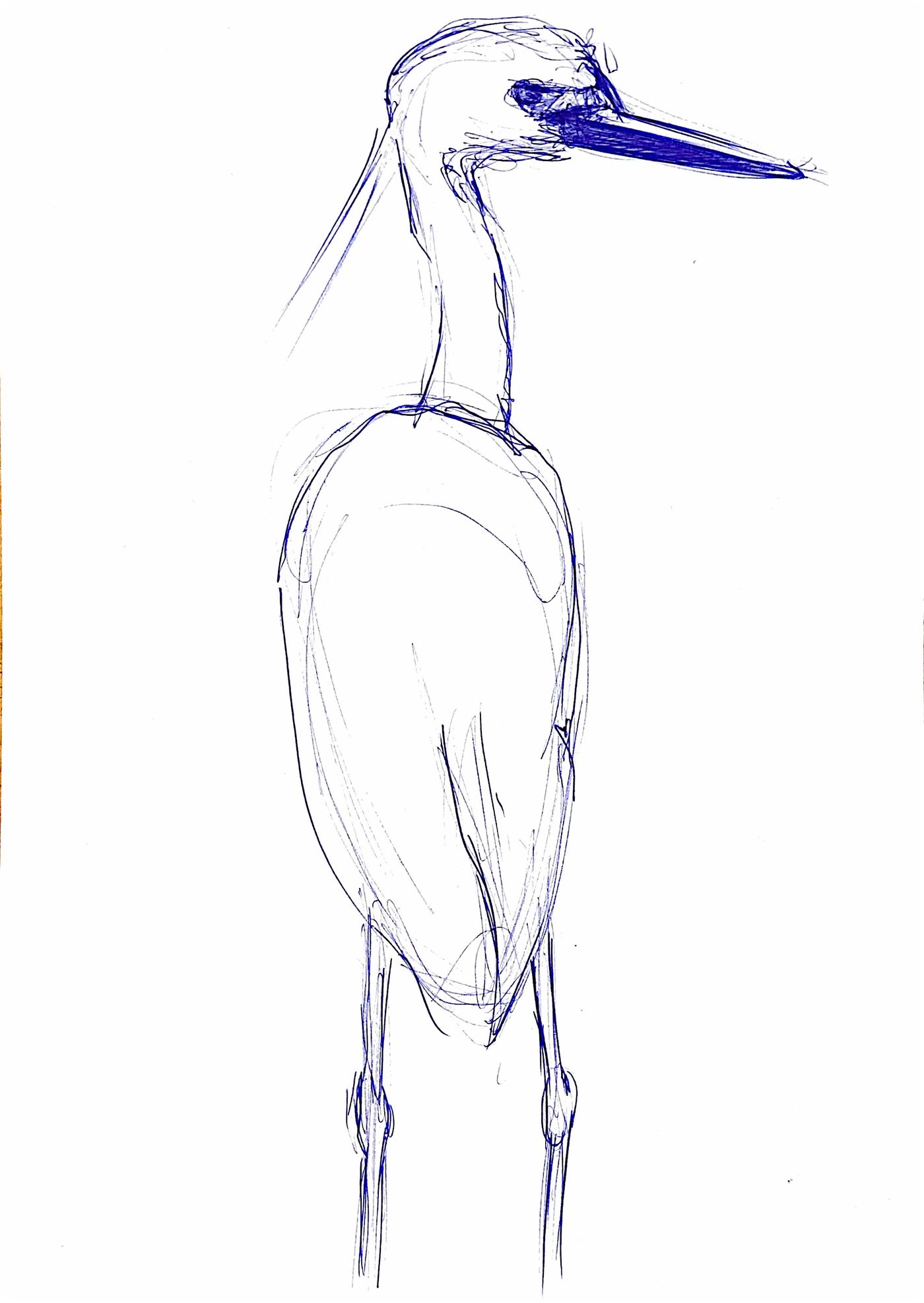 Étude au crayon du héron, croquis 5