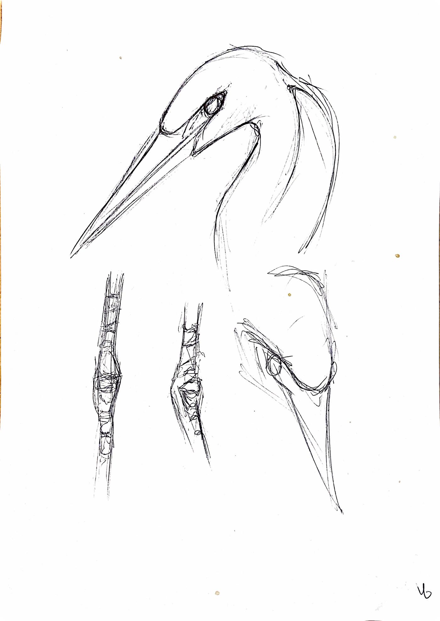 Étude au crayon du héron, croquis 7
