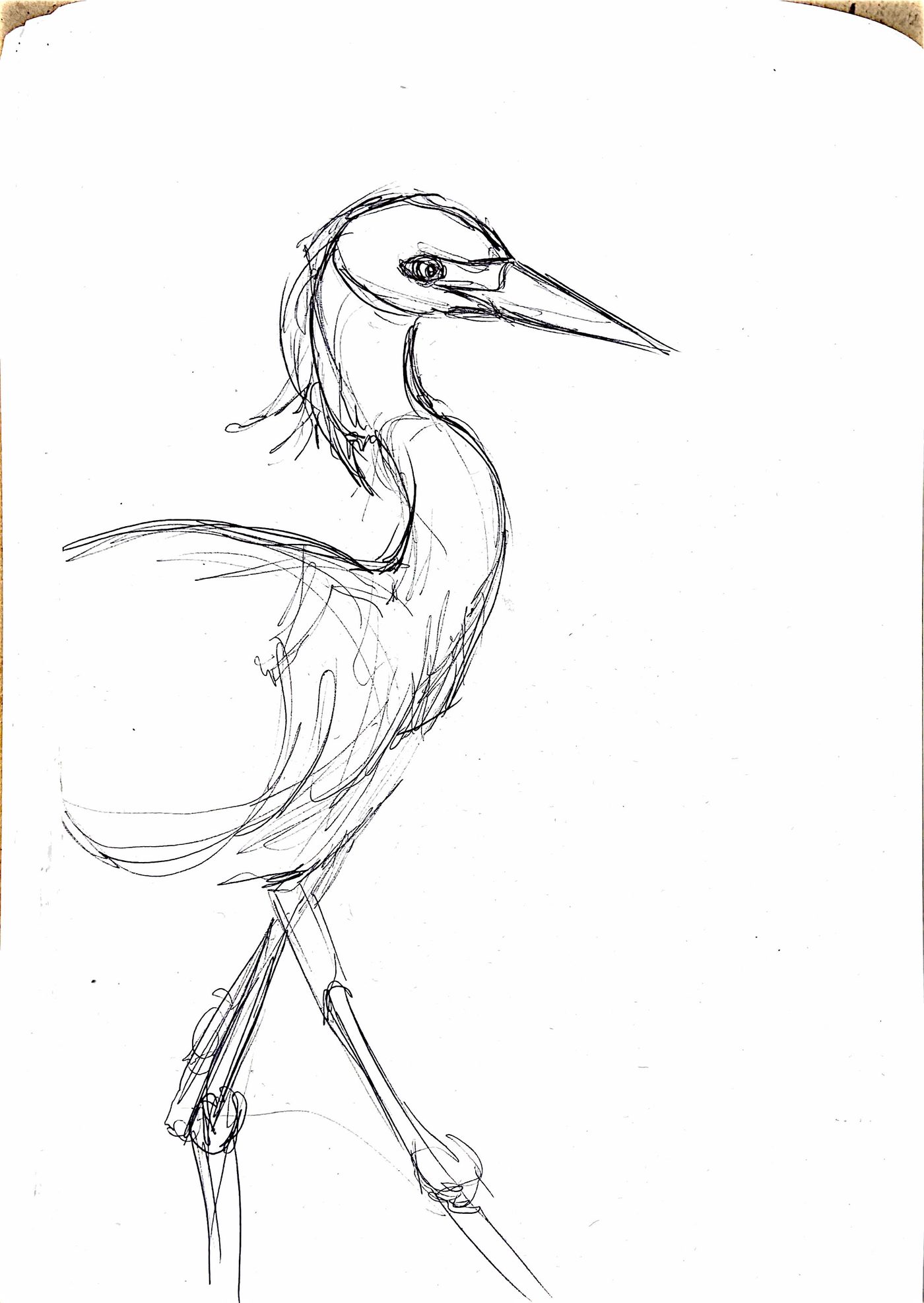 Étude au crayon du héron, croquis 9