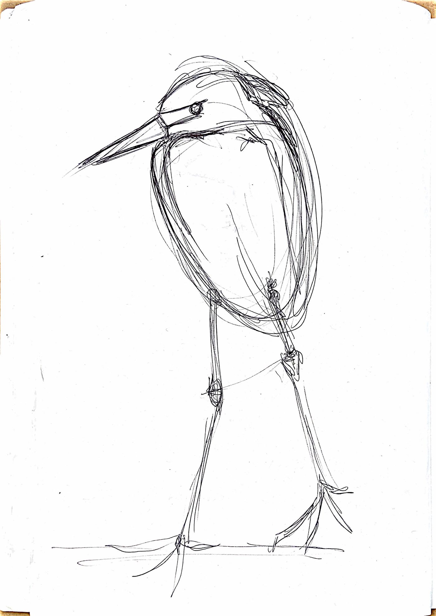 Étude au crayon du héron, croquis 10
